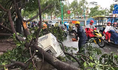 TP.HCM: Mưa lớn, cây xanh đổ hàng loạt khiến người dân hoảng loạn
